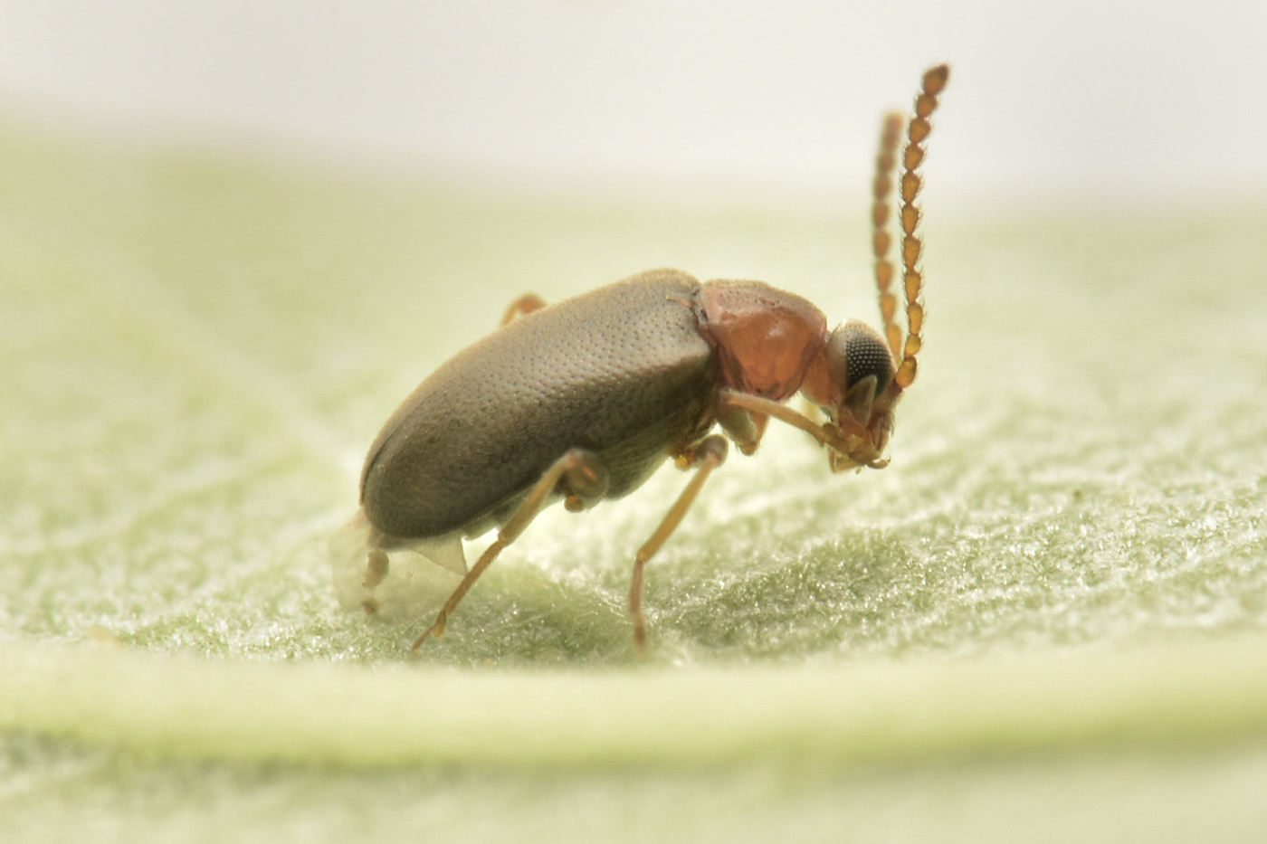 Aderidae: Otolelus sp? Sì, cfr. ruficollis